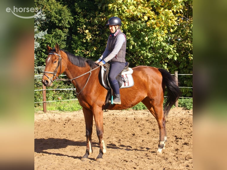 Irish Sport Horse Gelding 5 years 16 hh Brown in Velpke