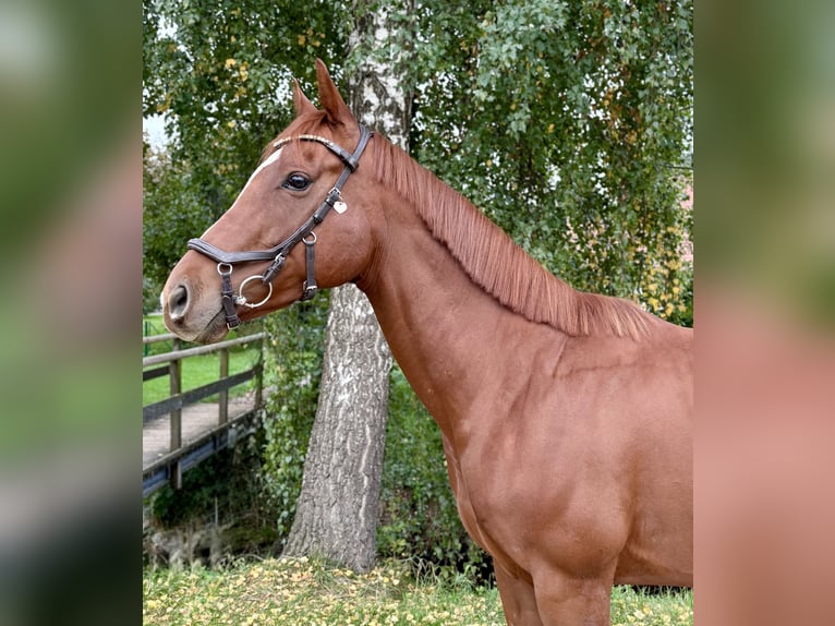 Irish Sport Horse Gelding 5 years 16 hh Chestnut-Red in St&#xF6;ttwang