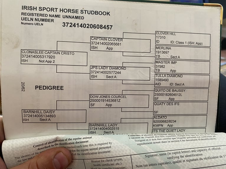 Irish Sport Horse Gelding 5 years 16 hh Gray-Dapple in Sligo