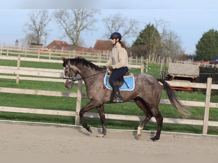 Irish Sport Horse Gelding 5 years 16 hh Grey-Blue-Tan in Bogaarden