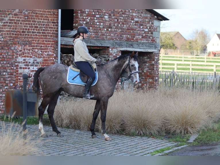 Irish Sport Horse Gelding 5 years 16 hh Grey-Blue-Tan in Bogaarden