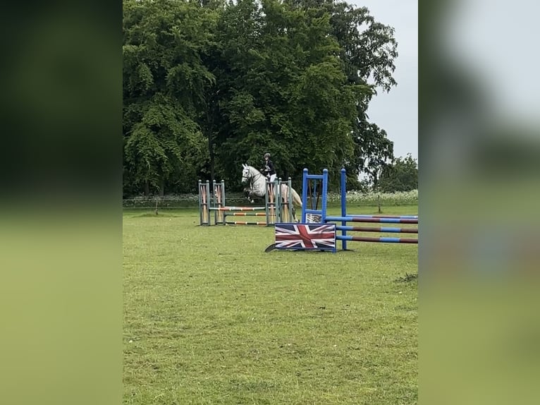 Irish Sport Horse Gelding 5 years 16 hh Grey in Peterborough