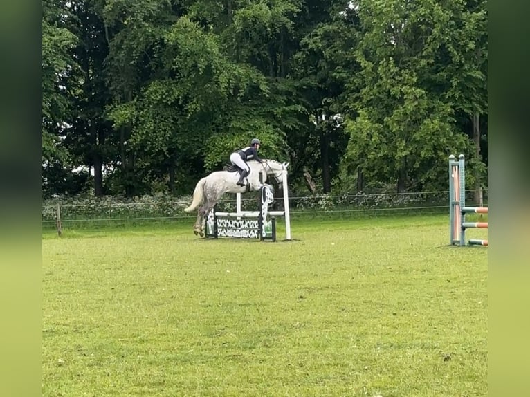 Irish Sport Horse Gelding 5 years 16 hh Grey in Peterborough