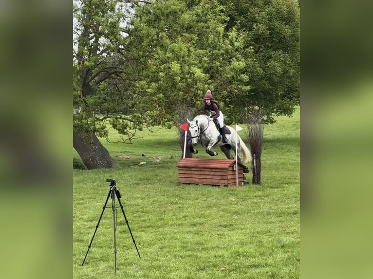 Irish Sport Horse Gelding 5 years 16 hh Grey in Peterborough