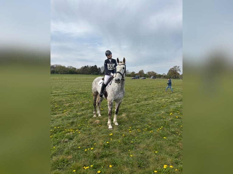 Irish Sport Horse Gelding 5 years 16 hh Grey in Peterborough