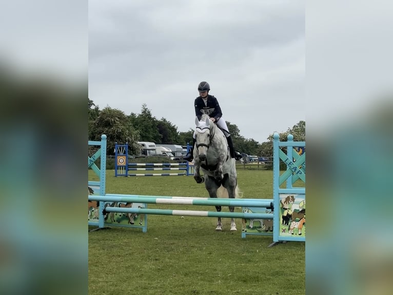 Irish Sport Horse Gelding 5 years 16 hh Grey in Peterborough