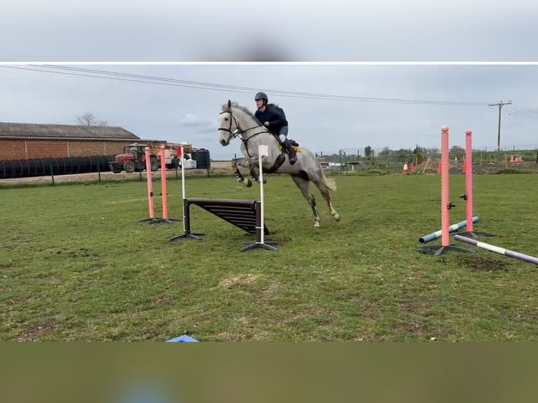 Irish Sport Horse Gelding 5 years 16 hh Grey in Peterborough