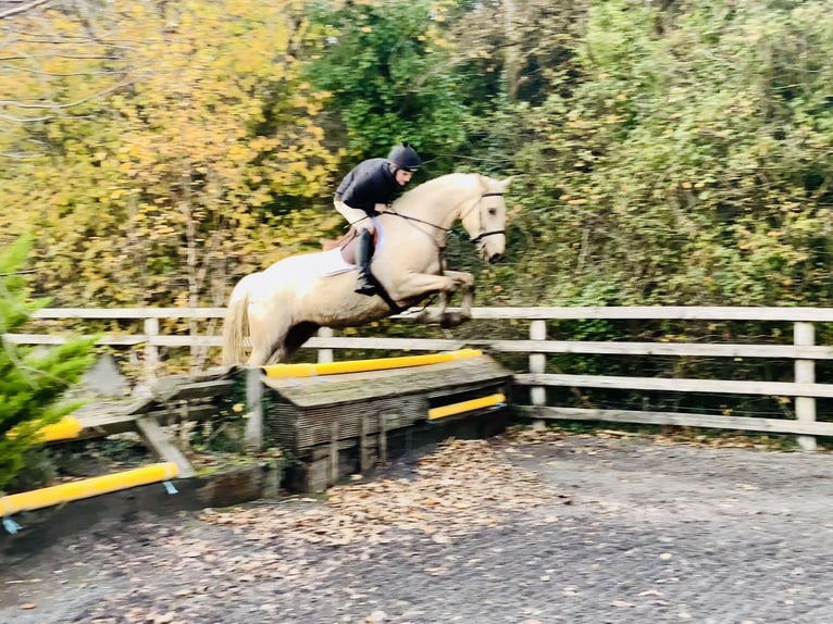 Irish Sport Horse Gelding 5 years 16 hh Palomino in Mountrath