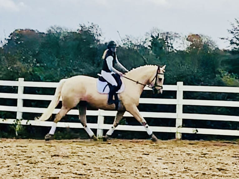 Irish Sport Horse Gelding 5 years 16 hh Palomino in Mountrath
