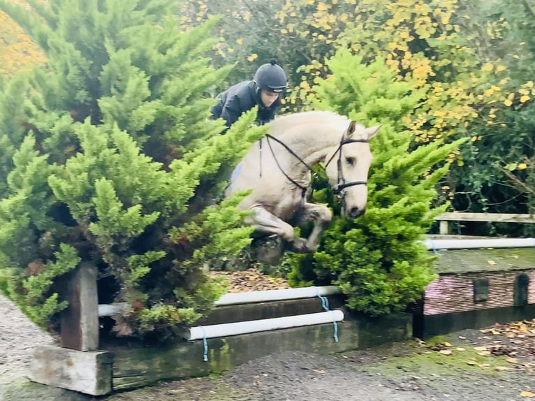 Irish Sport Horse Gelding 5 years 16 hh Palomino in Mountrath