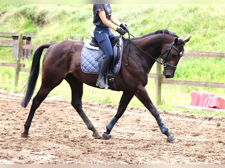 Irish Sport Horse Mix Gelding 5 years 16 hh Smoky-Black in Wielen