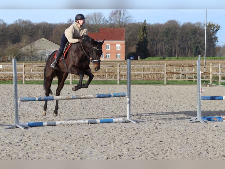 Irish Sport Horse Gelding 5 years 16,1 hh Black in Bogaarden