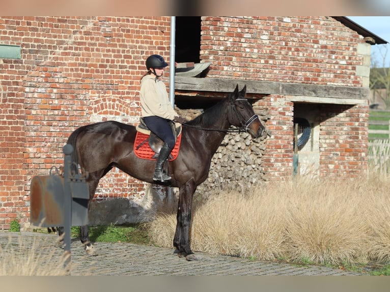 Irish Sport Horse Gelding 5 years 16,1 hh Black in Bogaarden