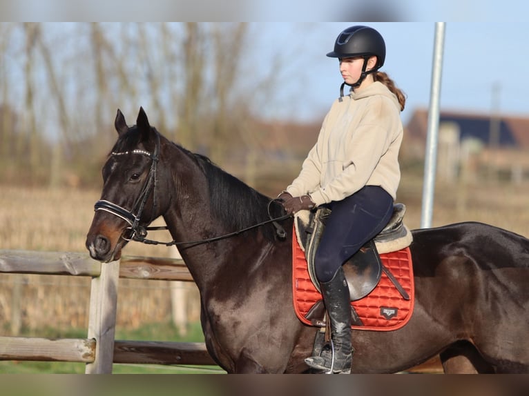 Irish Sport Horse Gelding 5 years 16,1 hh Black in Bogaarden