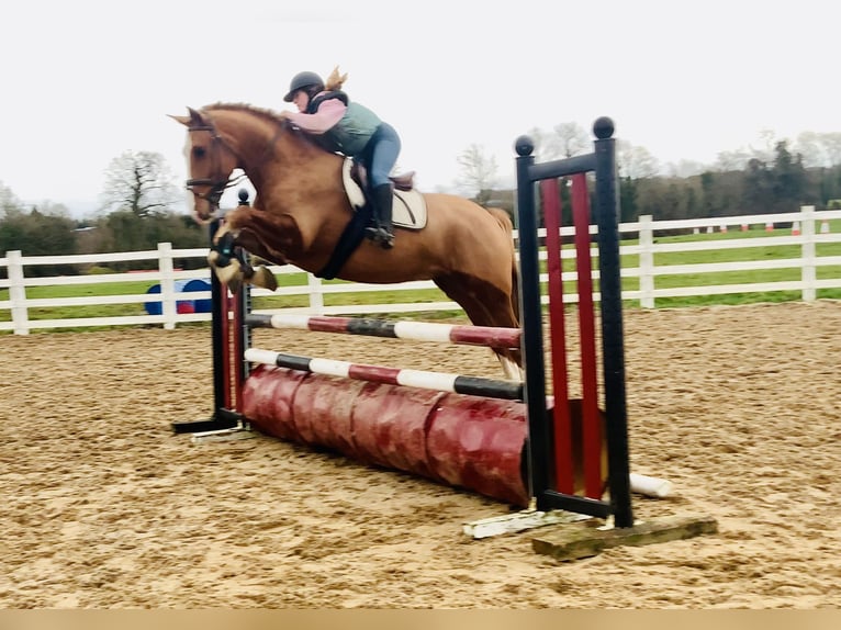 Irish Sport Horse Gelding 5 years 16,1 hh Chestnut-Red in Mountrath
