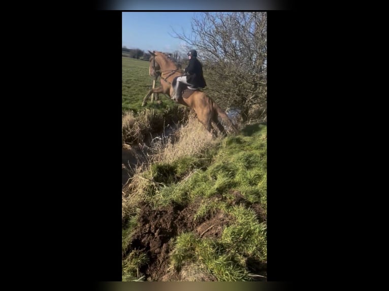 Irish Sport Horse Gelding 5 years 16,1 hh Chestnut-Red in Mountrath