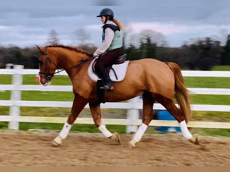 Irish Sport Horse Gelding 5 years 16,1 hh Chestnut-Red in Mountrath