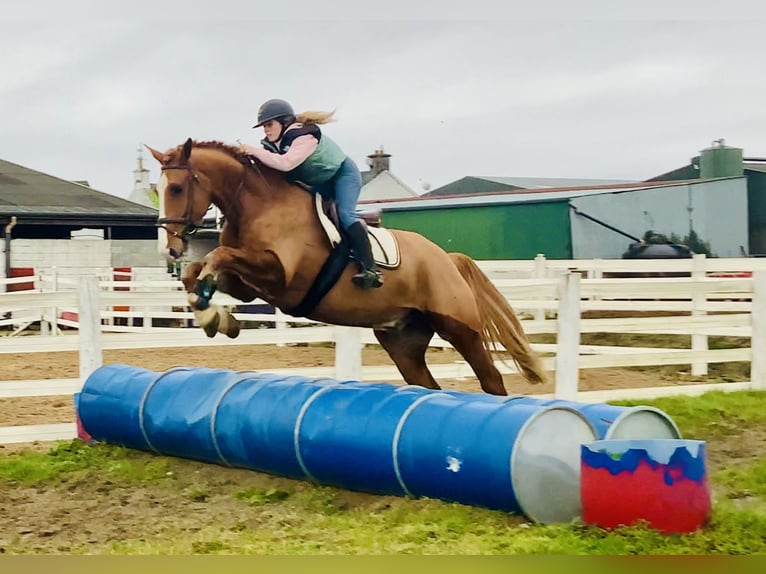 Irish Sport Horse Gelding 5 years 16,1 hh Chestnut-Red in Mountrath