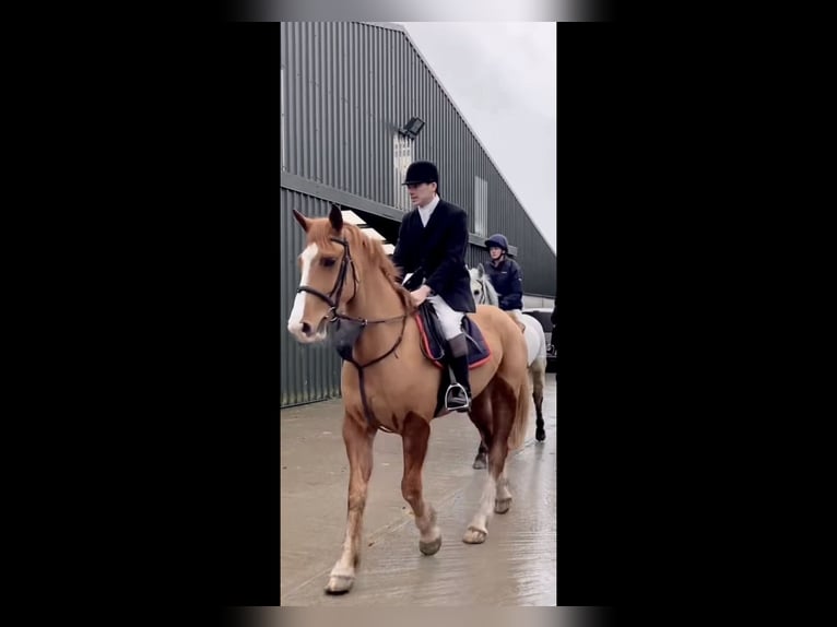 Irish Sport Horse Gelding 5 years 16,1 hh Chestnut-Red in Mountrath