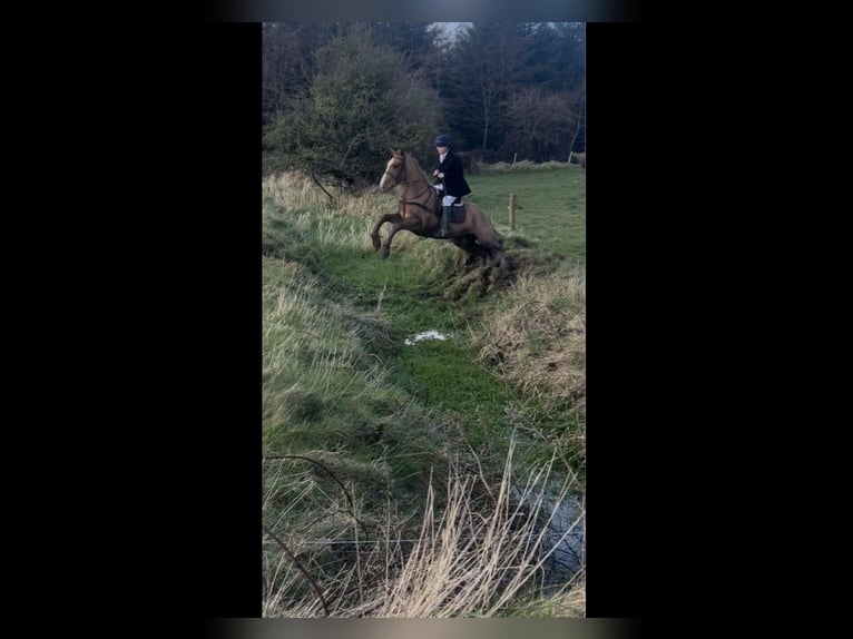 Irish Sport Horse Gelding 5 years 16,1 hh Chestnut-Red in Mountrath