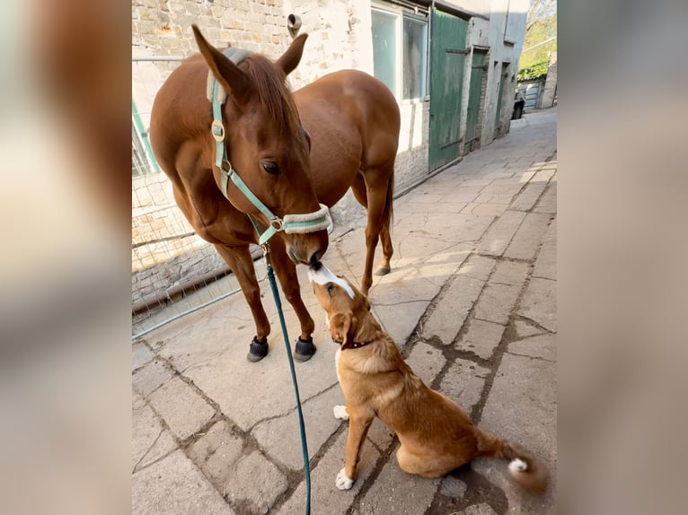 Irish Sport Horse Gelding 5 years 16,1 hh Chestnut-Red in Berlin