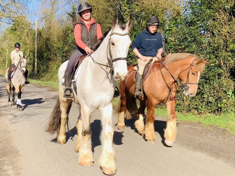 Irish Sport Horse Gelding 5 years 16,1 hh Dun in Mountrath