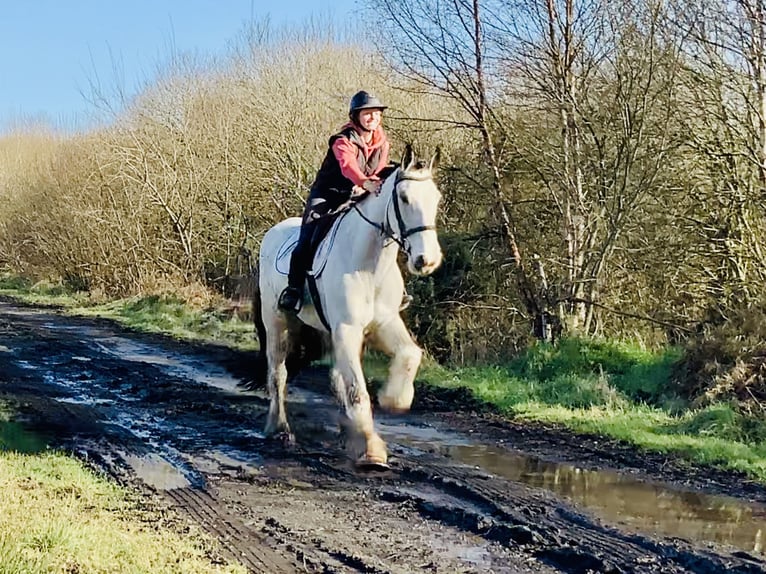 Irish Sport Horse Gelding 5 years 16,1 hh Dun in Mountrath