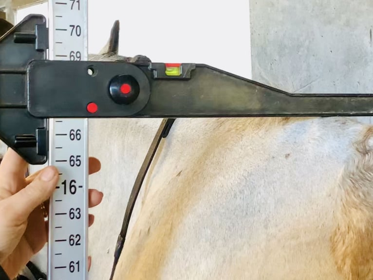 Irish Sport Horse Gelding 5 years 16,1 hh Dun in Mountrath