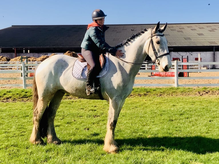 Irish Sport Horse Gelding 5 years 16,1 hh Dun in Mountrath