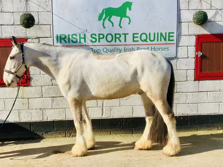 Irish Sport Horse Gelding 5 years 16,1 hh Dun in Mountrath