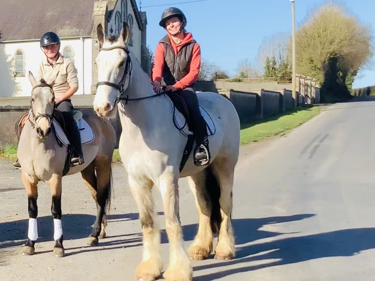 Irish Sport Horse Gelding 5 years 16,1 hh Dun in Mountrath