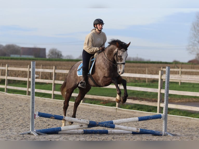 Irish Sport Horse Gelding 5 years 16,1 hh Grey-Blue-Tan in Bogaarden