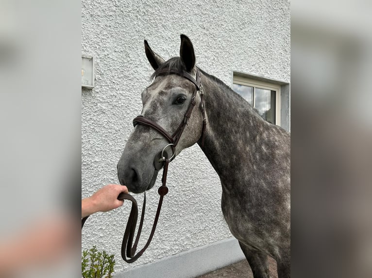 Irish Sport Horse Gelding 5 years 16,1 hh Roan-Blue in Roscommon