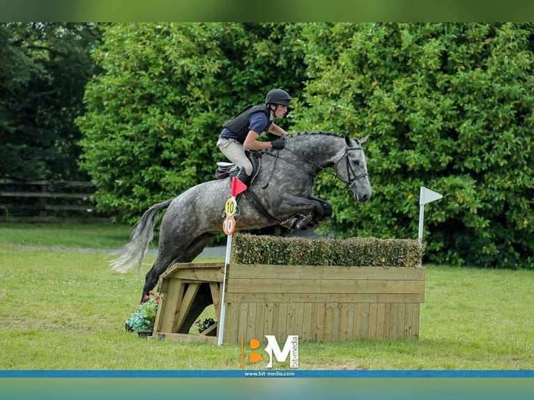 Irish Sport Horse Gelding 5 years 16,1 hh Roan-Blue in Roscommon