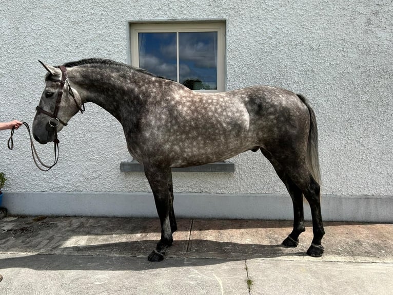 Irish Sport Horse Gelding 5 years 16,1 hh Roan-Blue in Roscommon