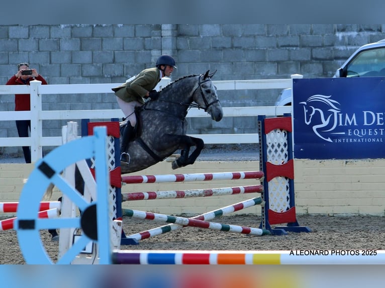 Irish Sport Horse Gelding 5 years 16,1 hh Roan-Blue in Roscommon