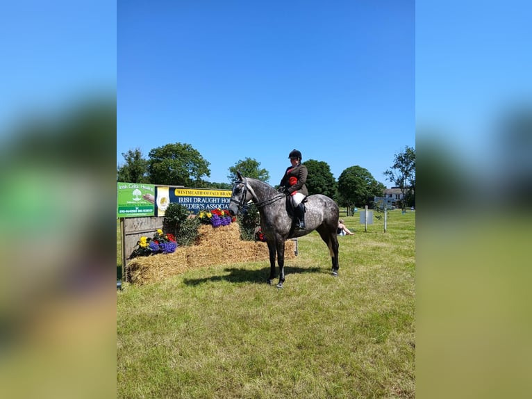 Irish Sport Horse Gelding 5 years 16,1 hh Roan-Blue in Roscommon
