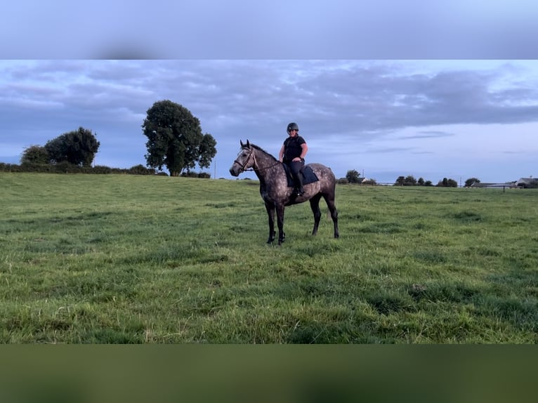 Irish Sport Horse Gelding 5 years 16,1 hh Roan-Blue in Roscommon