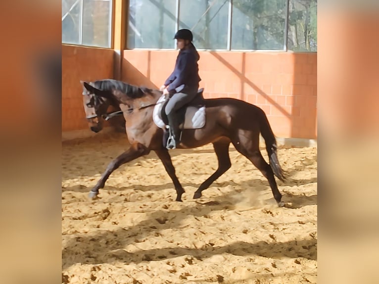 Irish Sport Horse Gelding 5 years 16,2 hh Brown in Lage