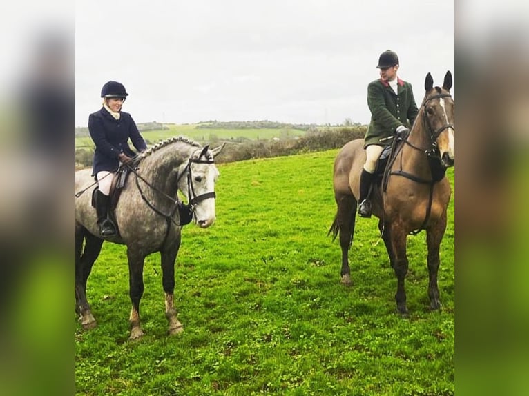 Irish Sport Horse Gelding 5 years 17,1 hh Gray in Limerick