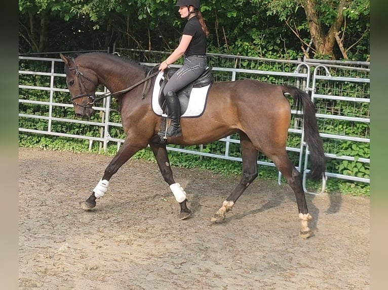 Irish Sport Horse Gelding 5 years 17.2 hh Brown in Lage