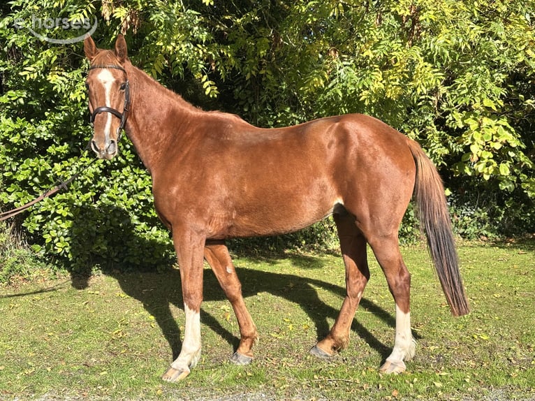 Irish Sport Horse Gelding 5 years 17 hh Chestnut-Red in Newcastle West