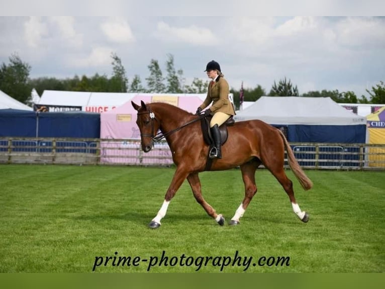 Irish Sport Horse Gelding 5 years 17 hh Chestnut in Richmond, Virginia