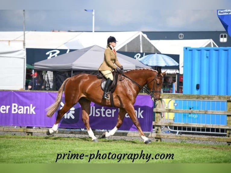 Irish Sport Horse Gelding 5 years 17 hh Chestnut in Richmond, Virginia