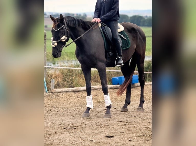 Irish Sport Horse Gelding 5 years Black in W&#xFC;lperode