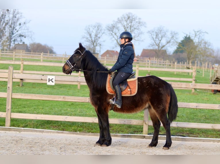 Irish Sport Horse Gelding 6 years 14,3 hh Bay-Dark in Bogaarden