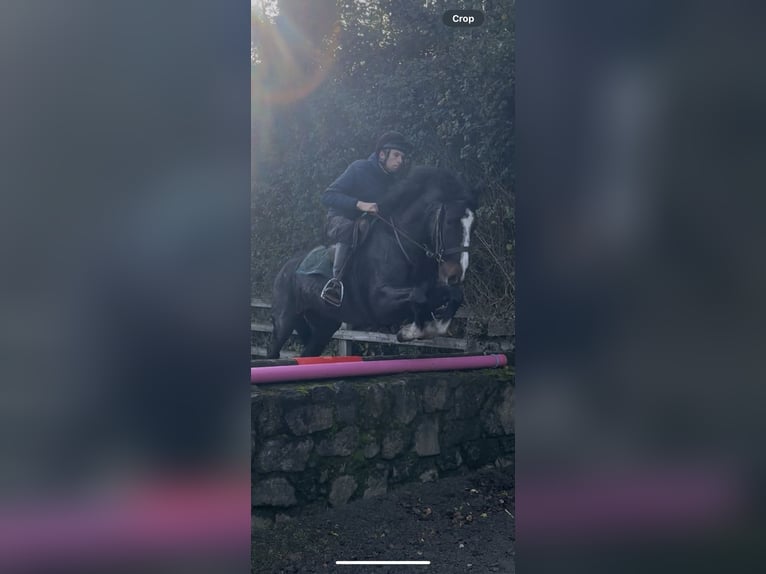 Irish Sport Horse Gelding 6 years 14,2 hh Bay-Dark in Kildare