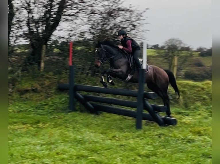 Irish Sport Horse Gelding 6 years 14,2 hh Bay in Sligo