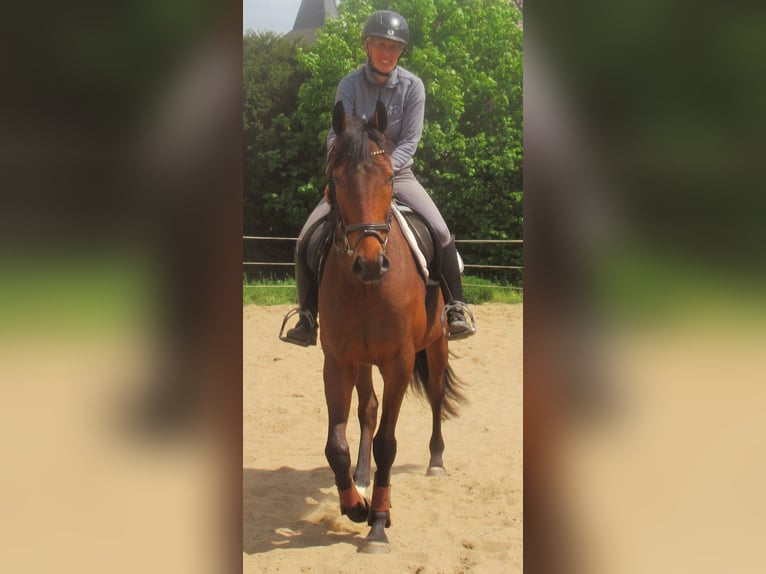 Irish Sport Horse Gelding 6 years 15.1 hh Brown in Velpke
