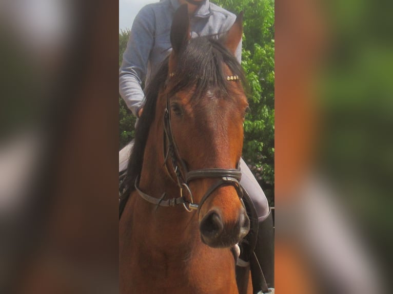 Irish Sport Horse Gelding 6 years 15.1 hh Brown in Velpke